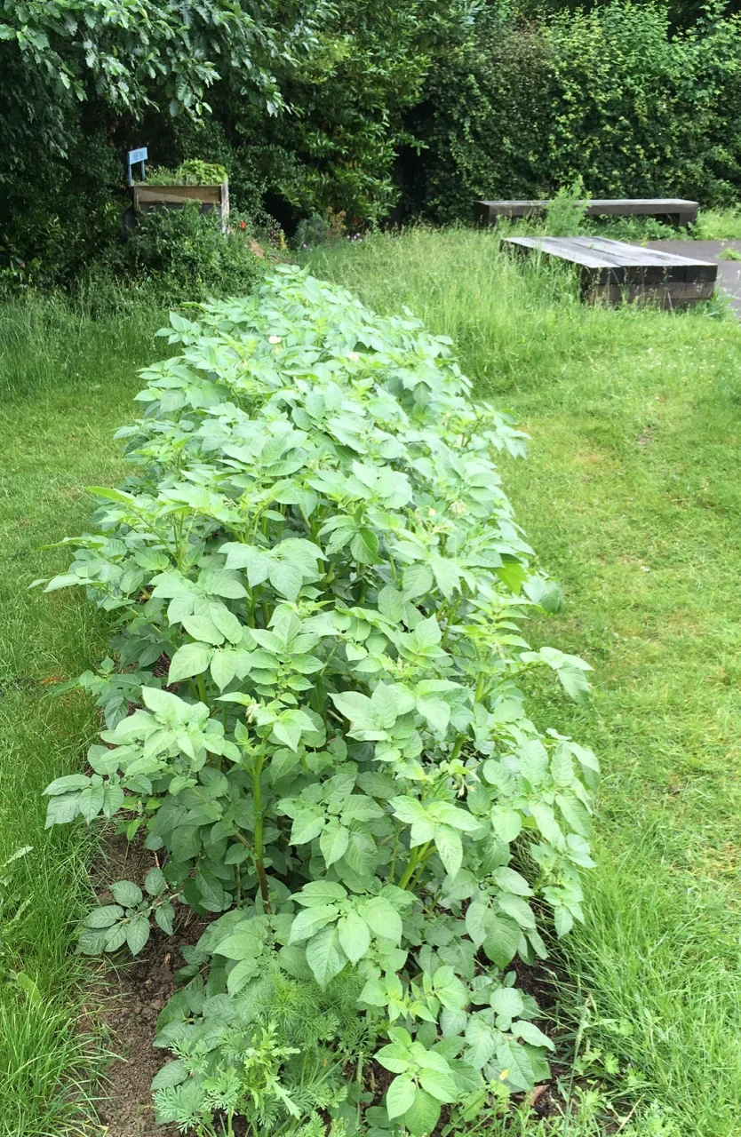 Lots of pink fir apple potatoes - we might need to have a potato party in September.
