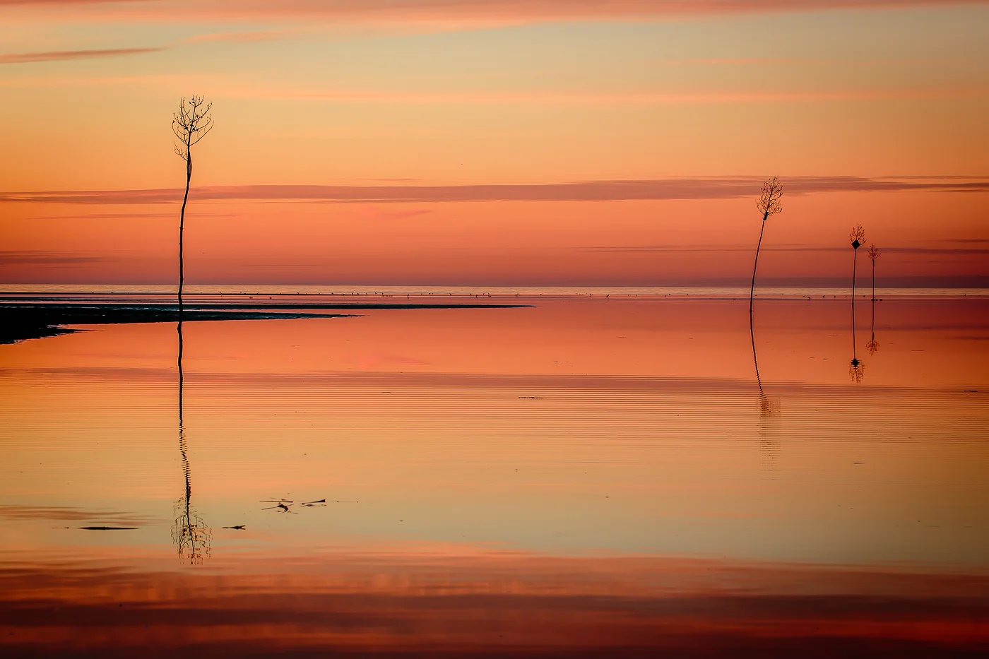Clam Trees at Rock Harbor