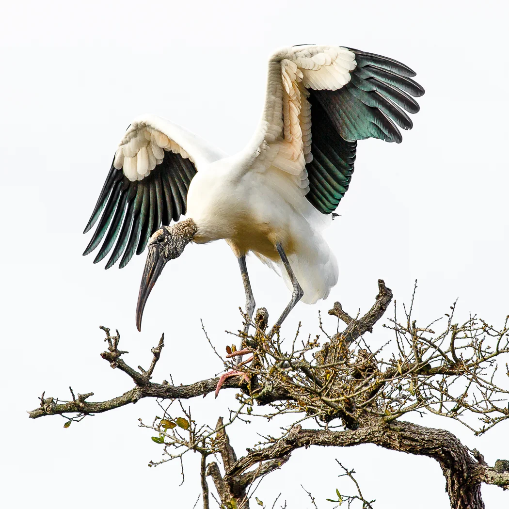 Wood Stork