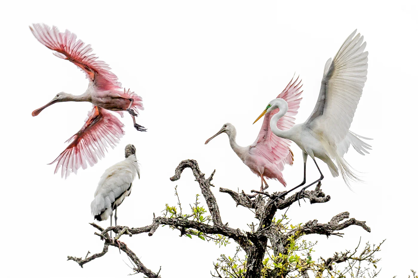 Birds of the Rookery