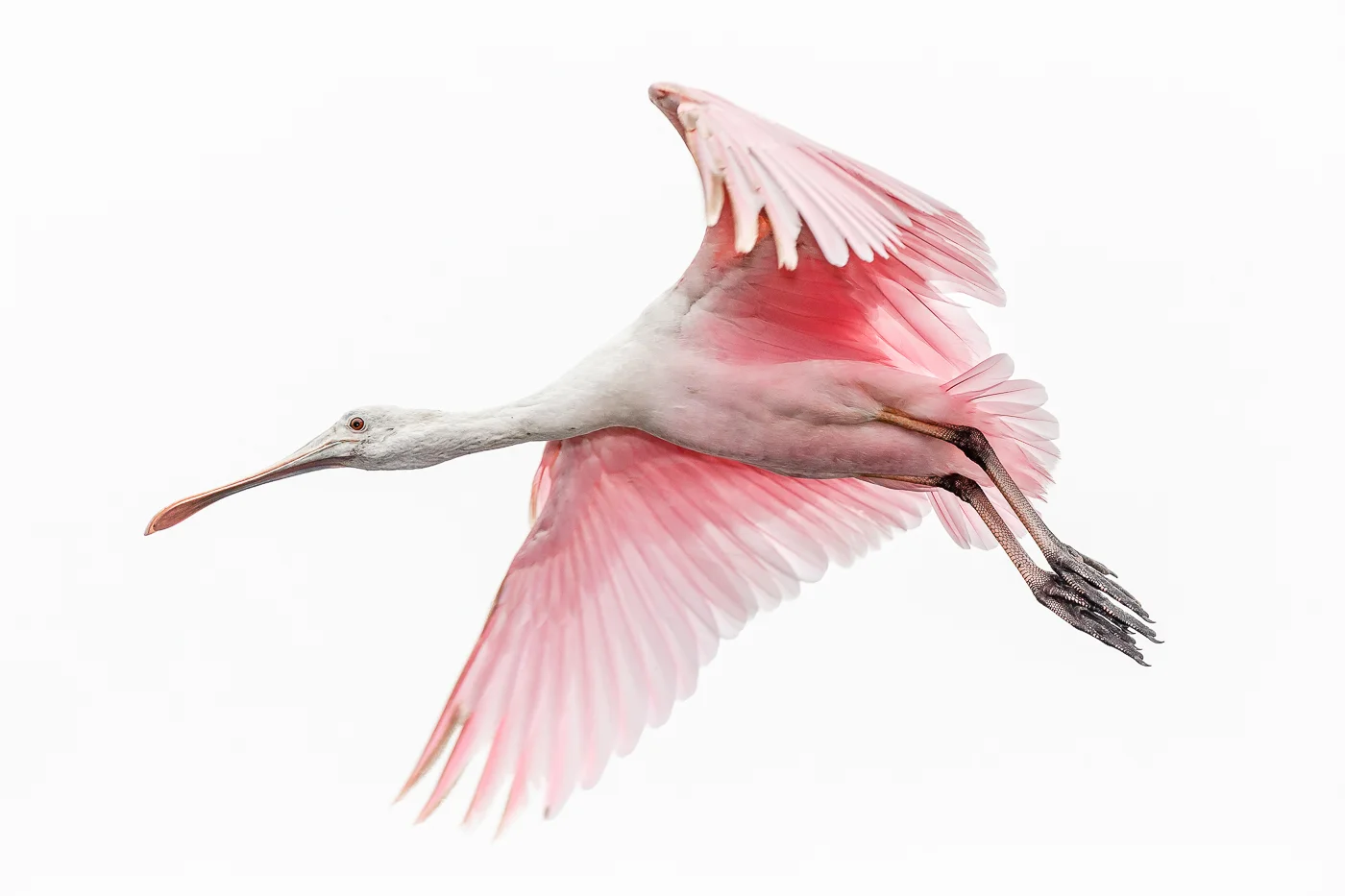 Roseate Spoonbill