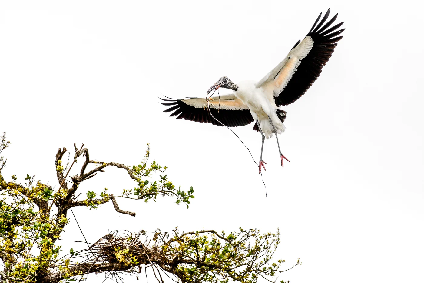 Wood Stork Building the Nest