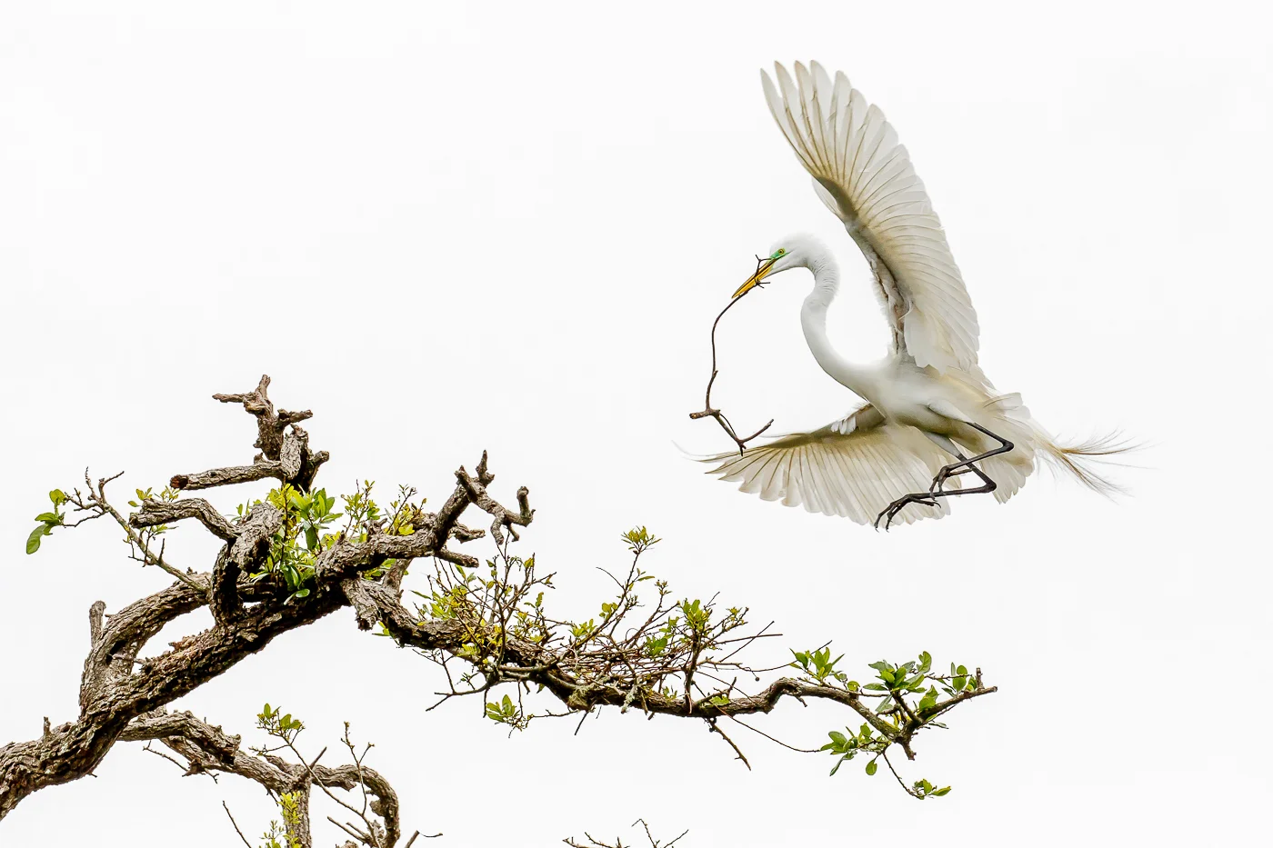 Great Egret Landing