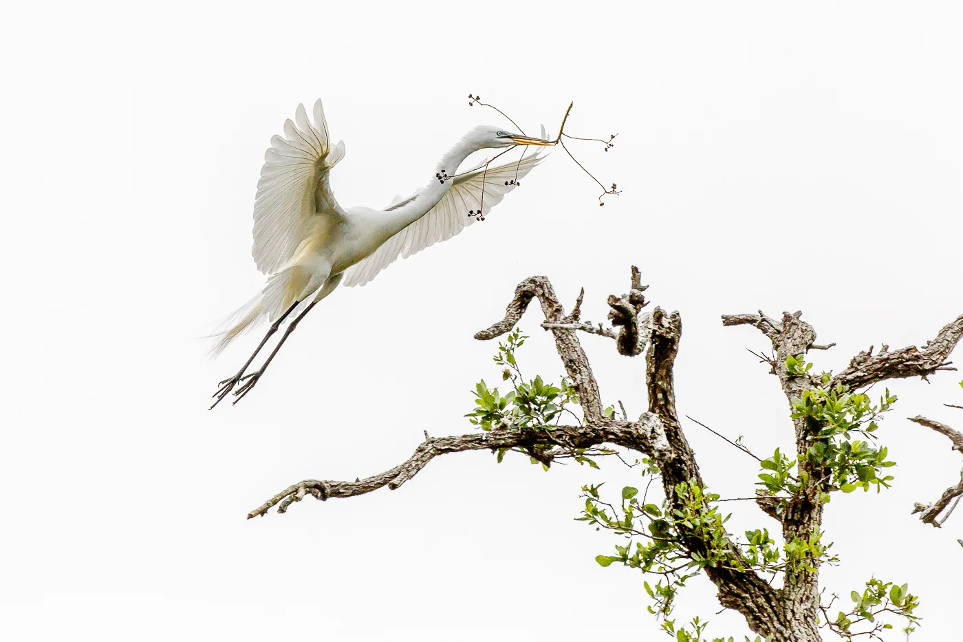 Great Egret Building a Nest