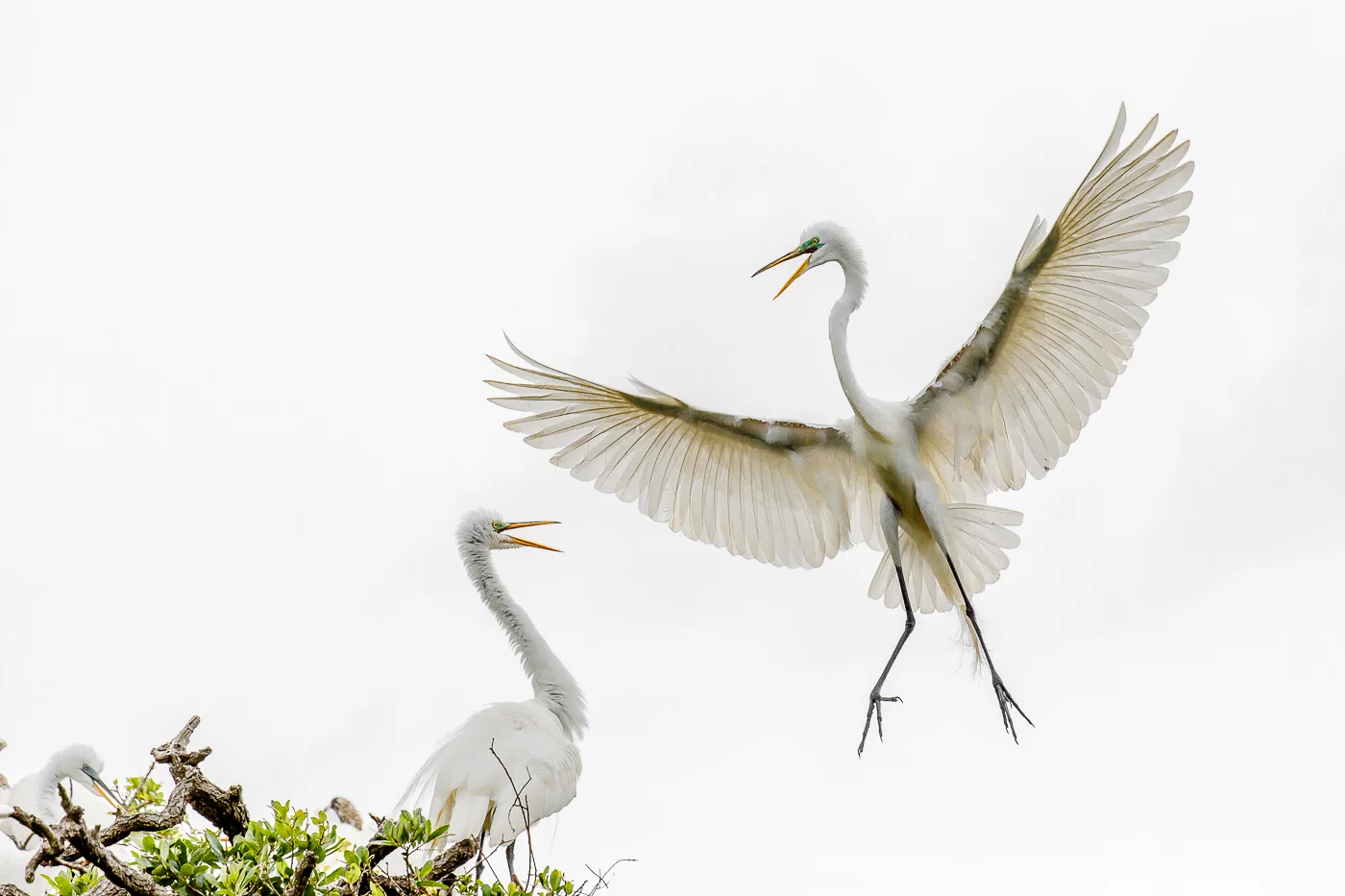 Great Egret Courting