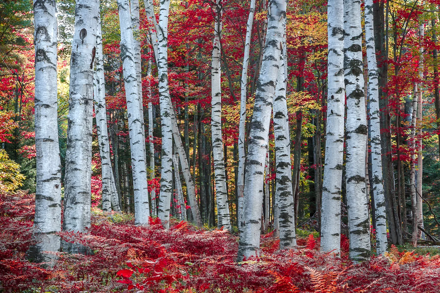 Birches in Jackson