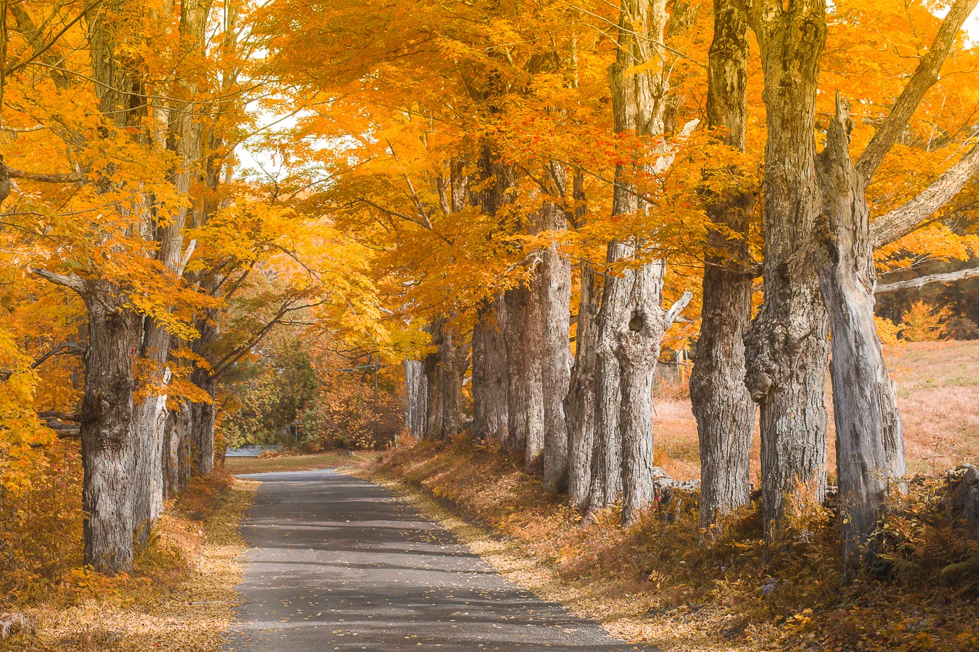Maples of Sugar Hill, NH