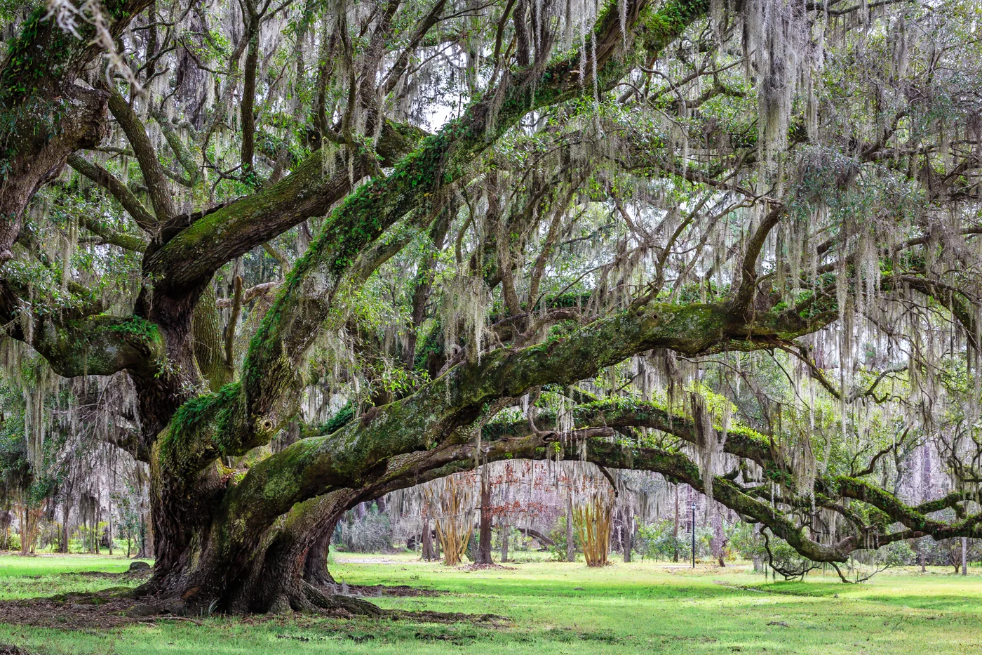 Magnolia Plantation