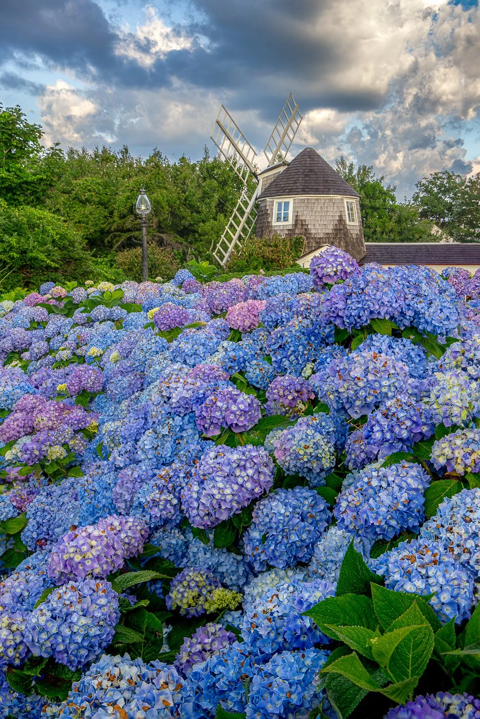 Chatham Hydrangeas