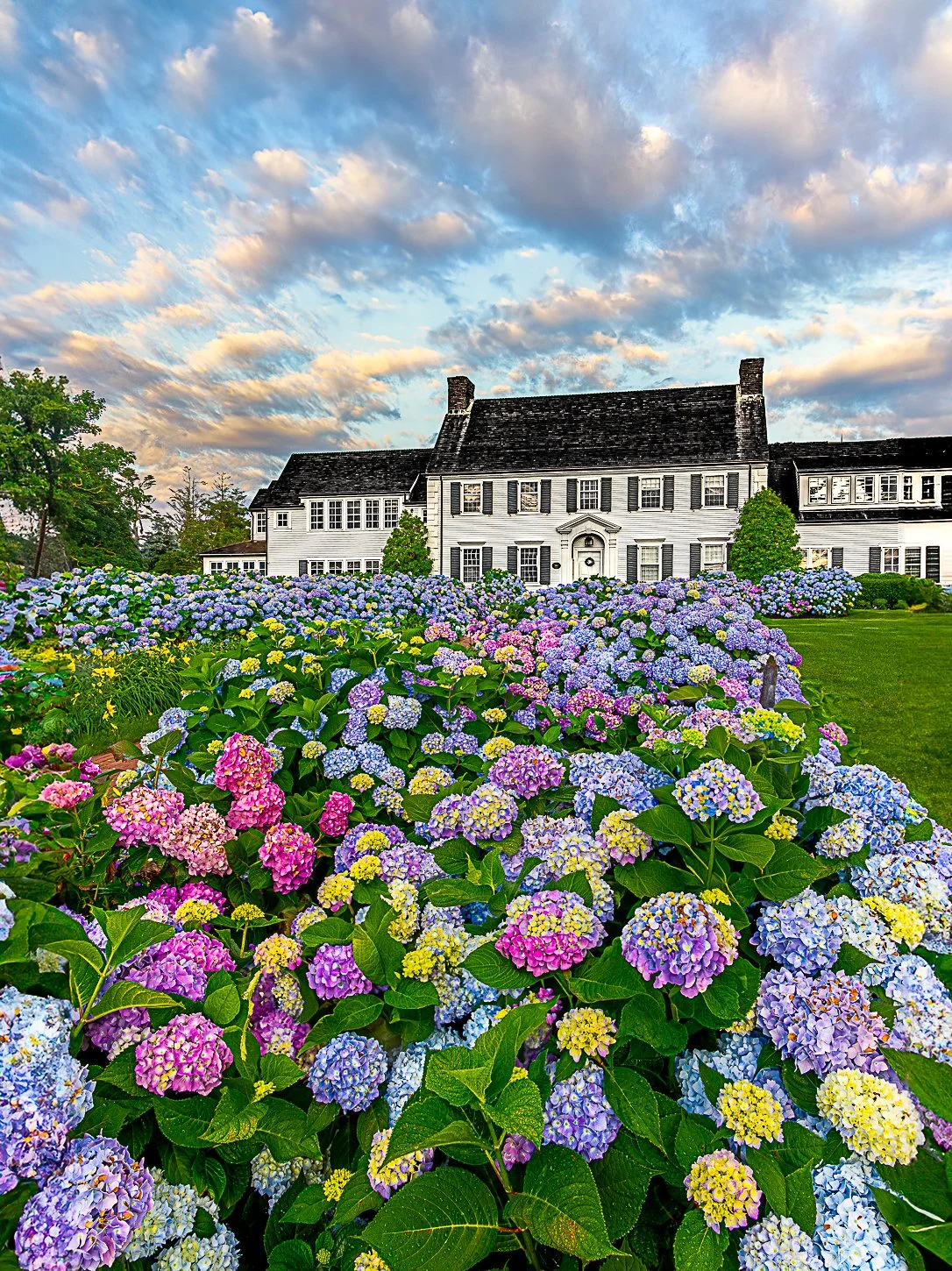 Hydrangea House