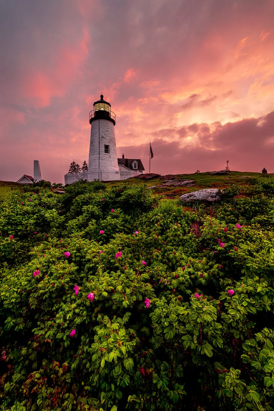 Pemaquid Beach Roses