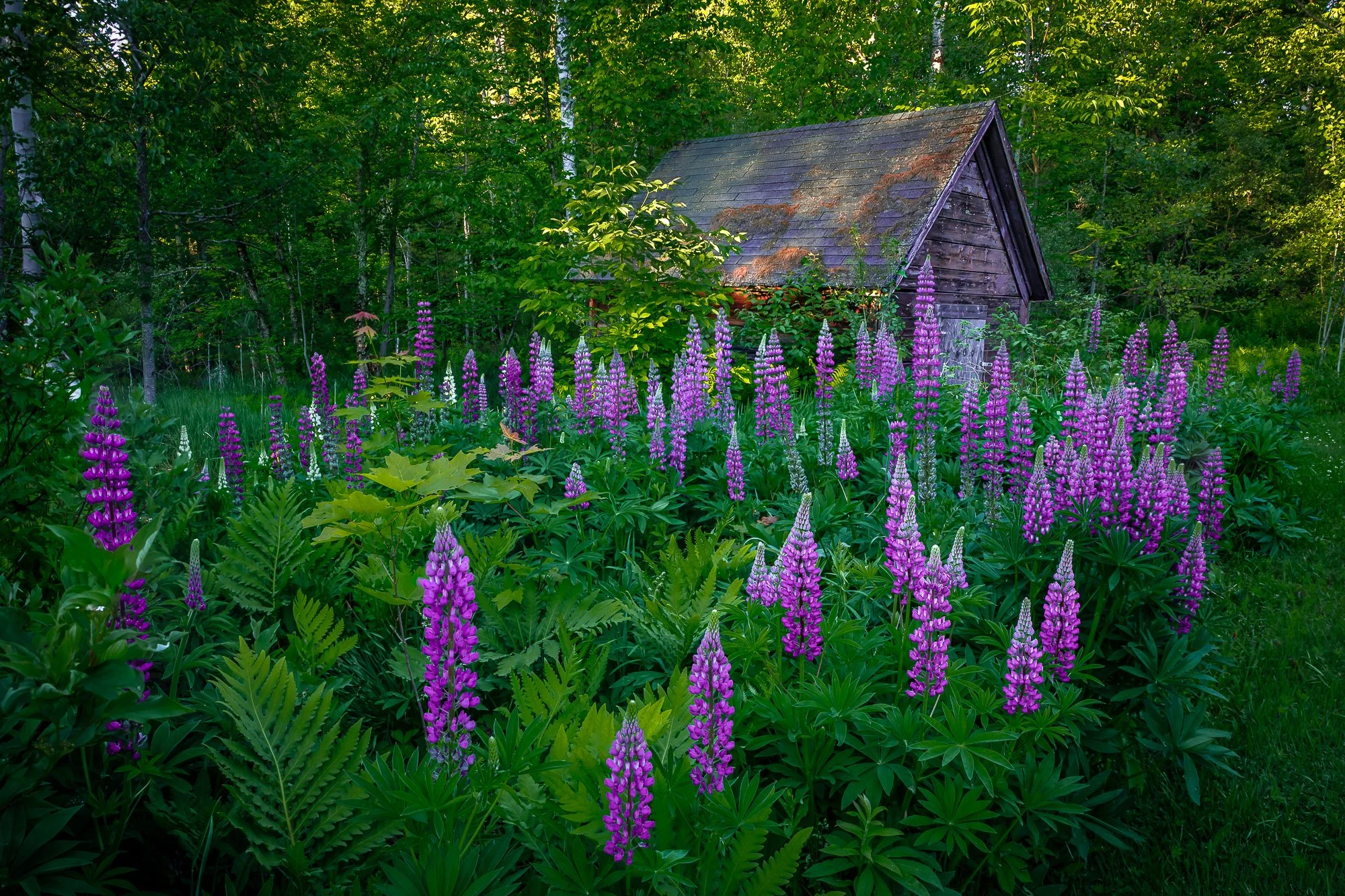 Sugar Hill Lupines