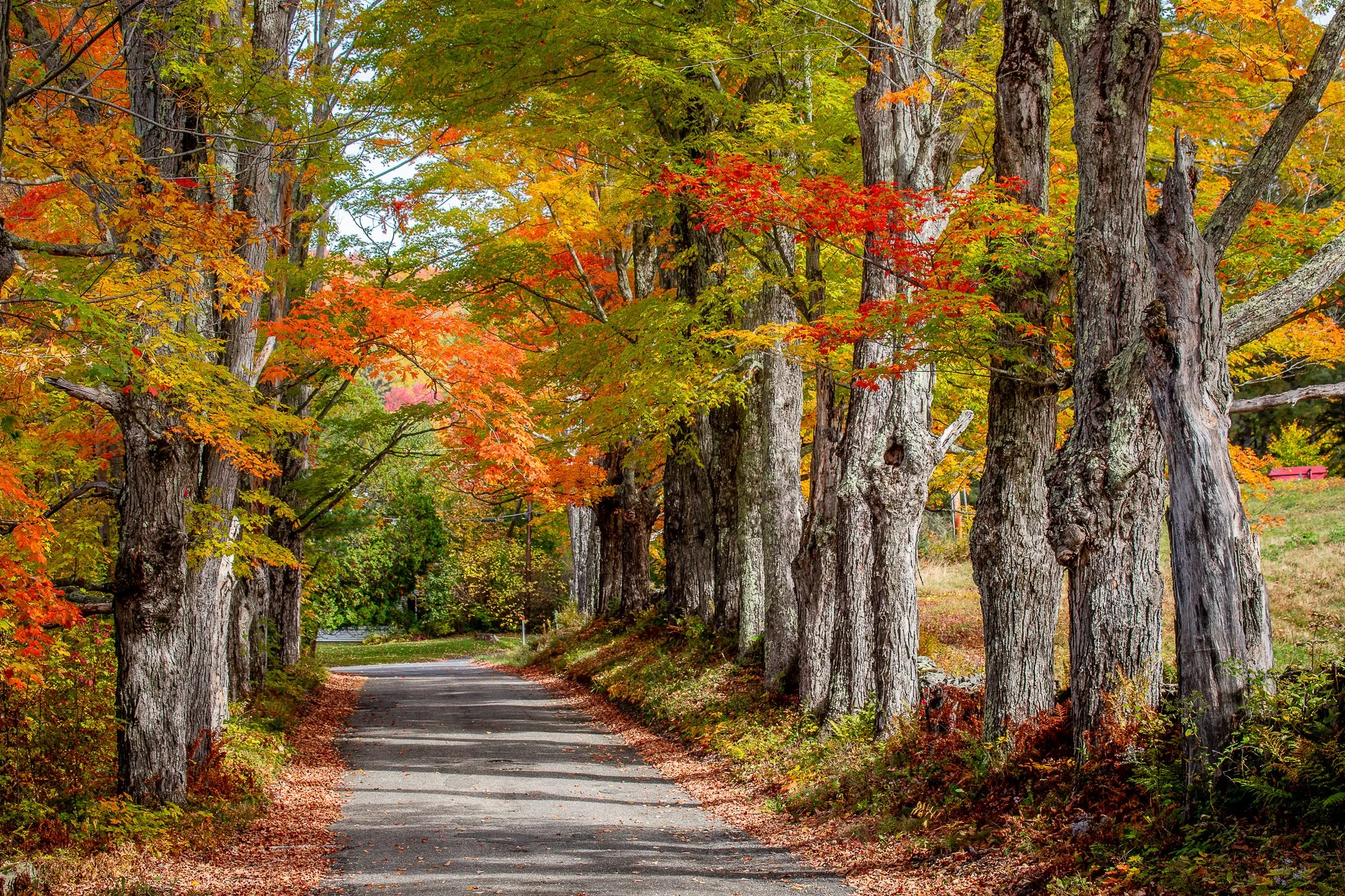 Maples of Sugar Hill, NH
