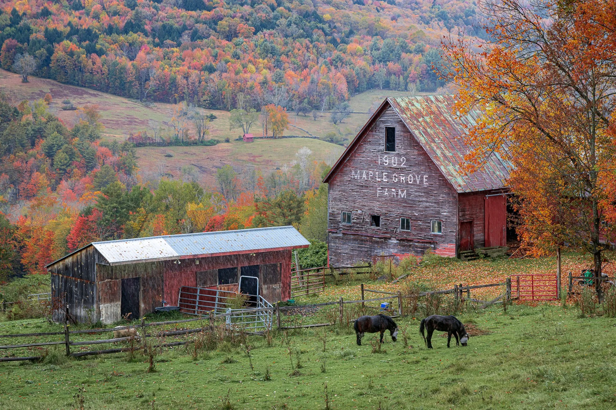 Maple Grove Farm Fall