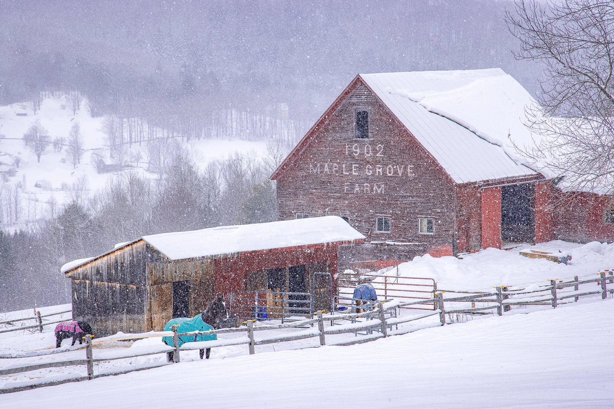 Maple Grove Farm Winter