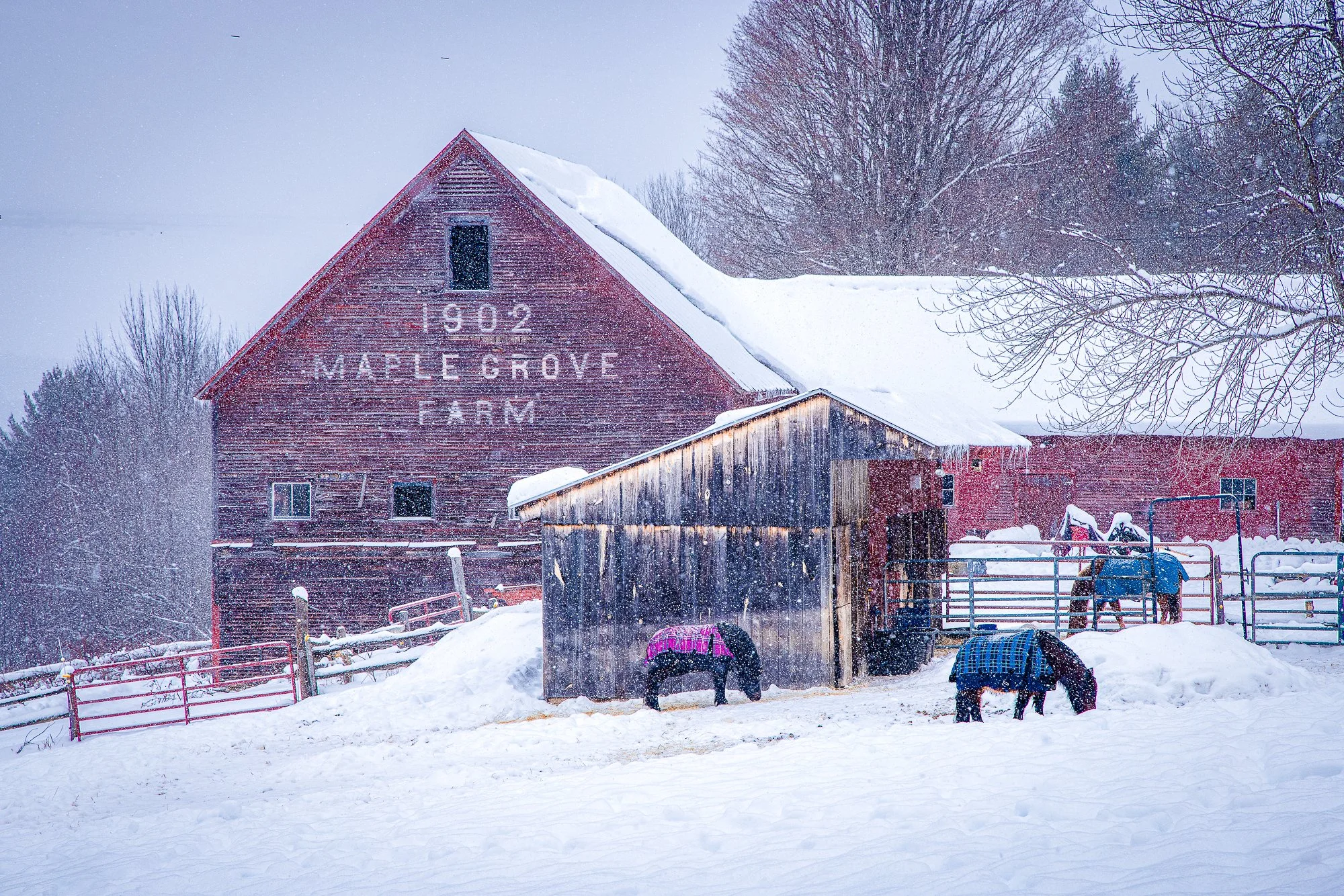 Maple Grove Farm Winter 2
