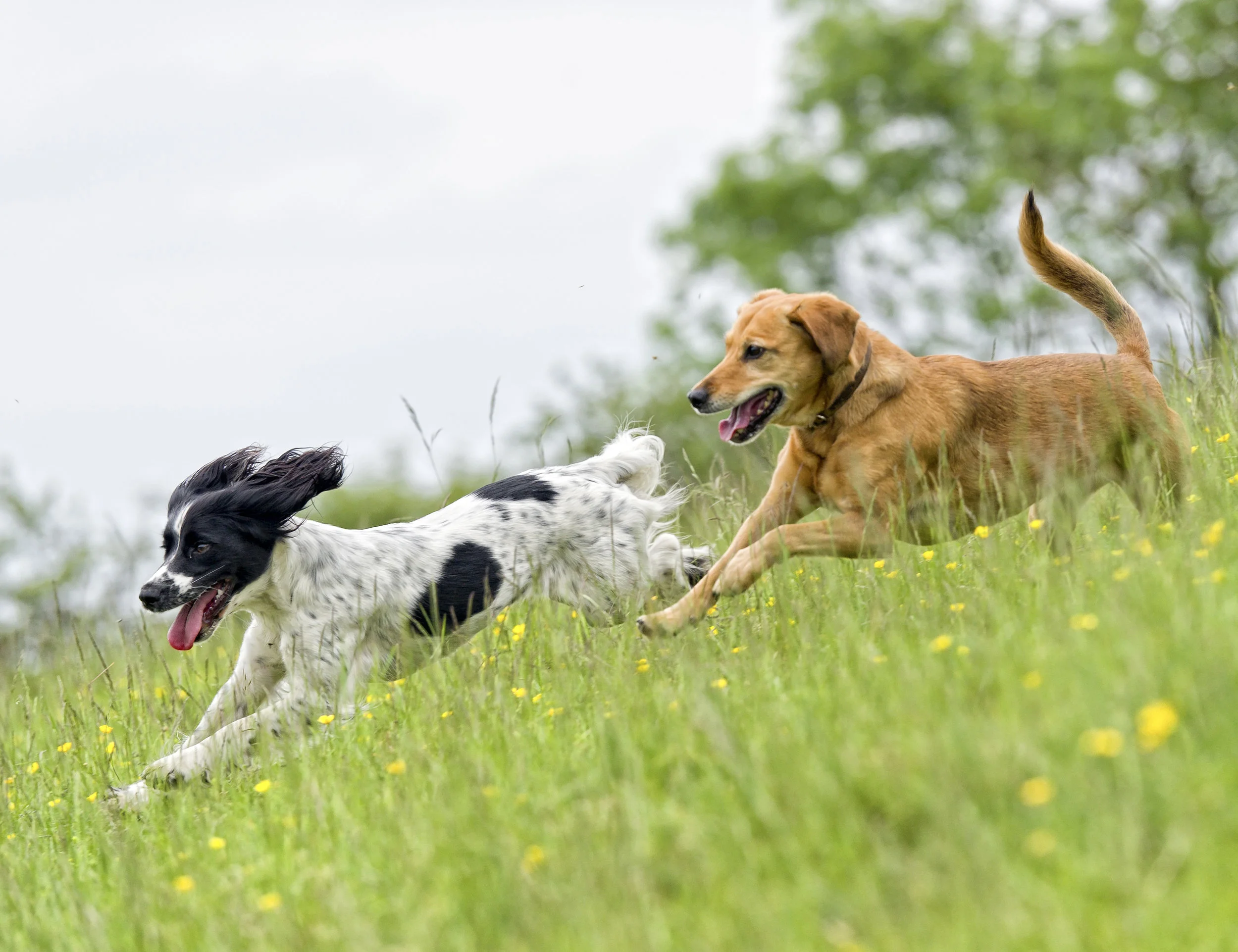hunting dog rescue near me