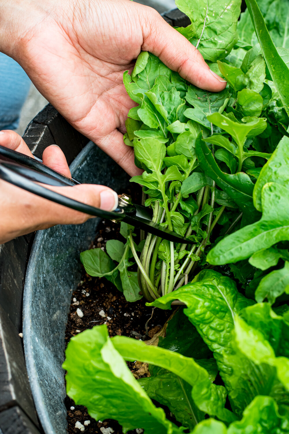 How To Cut Garden Salad Greens-23.jpg
