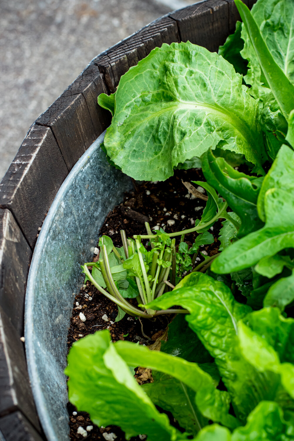 How To Cut Garden Salad Greens-27.jpg