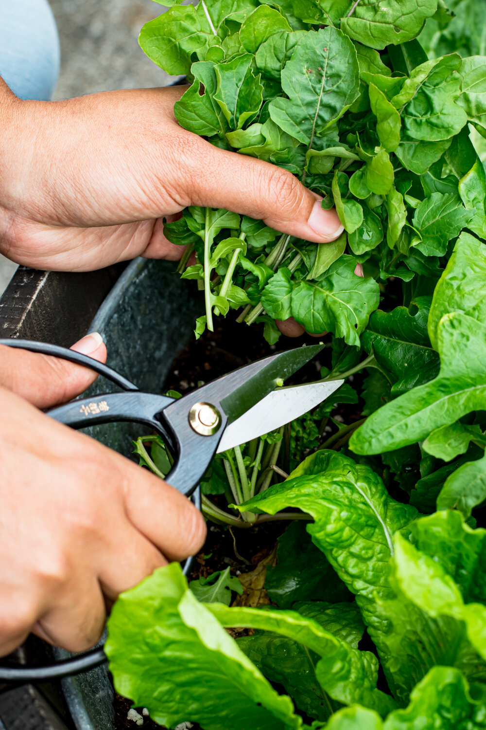 How To Cut Garden Salad Greens-28.jpg