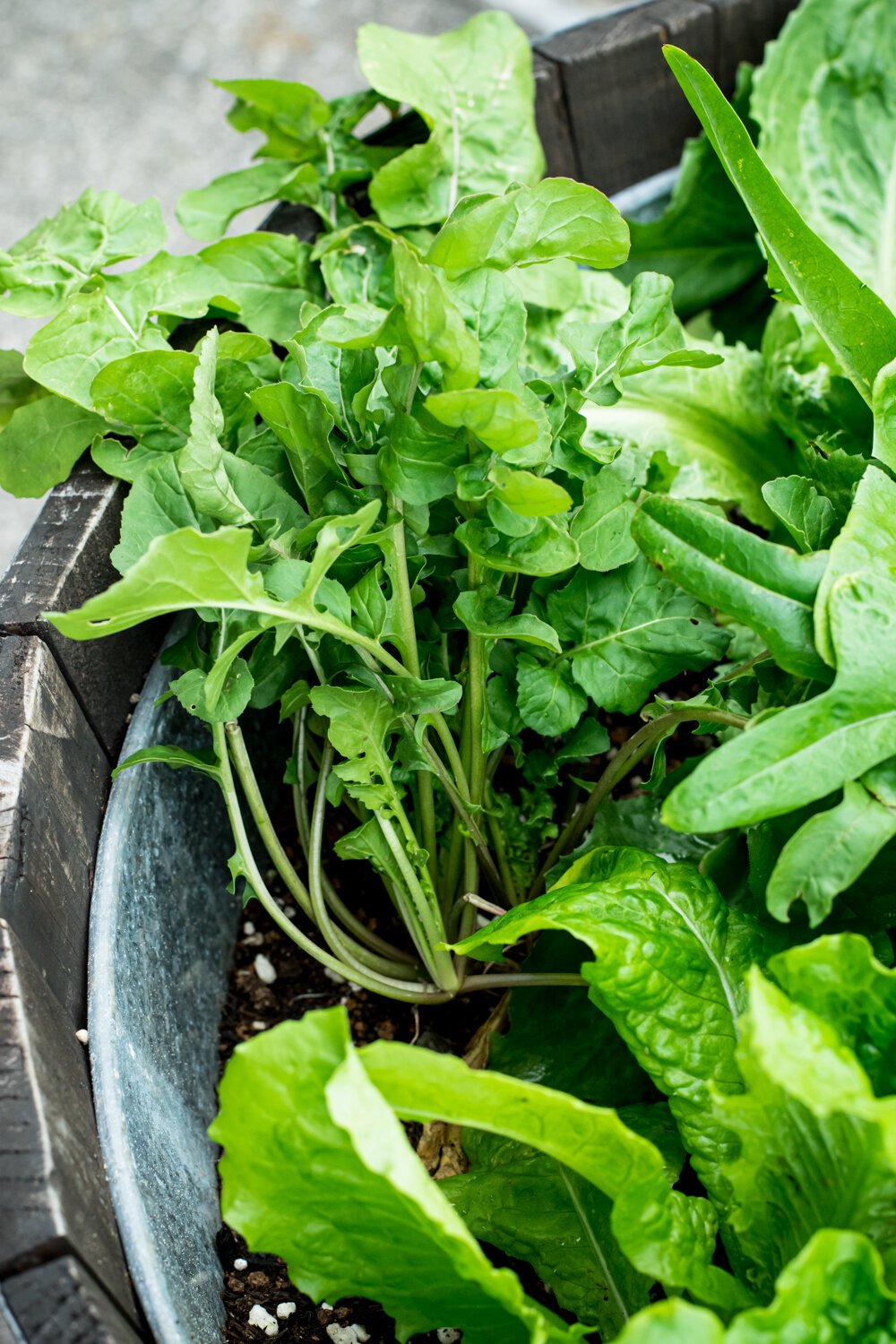 How To Cut Garden Salad Greens-17.jpg