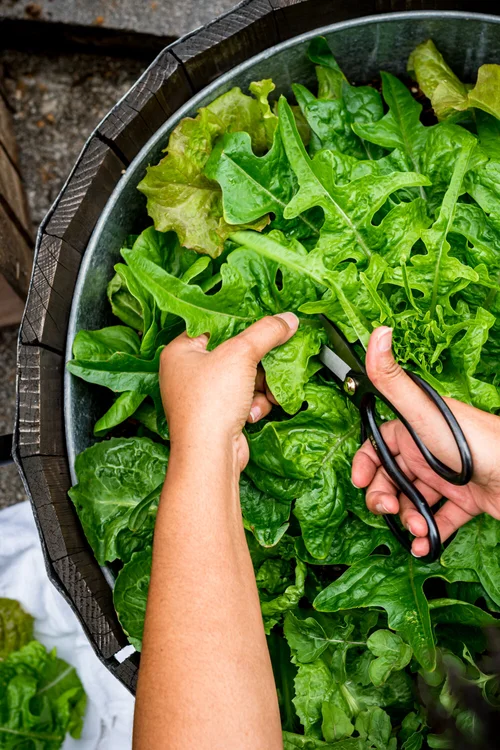 How to Cut Lettuce in Garden: Expert Tips & Techniques