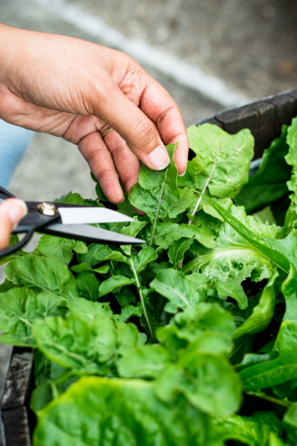 How To Cut Garden Salad Greens-13.jpg