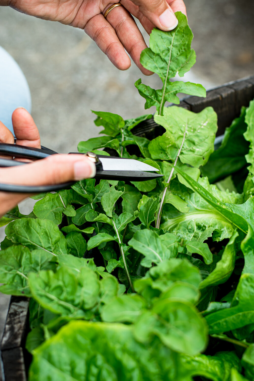 How To Cut Garden Salad Greens-15.jpg