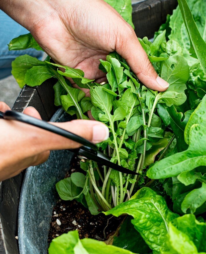 There's nothing like cutting fresh lettuce leaves from your own garden. It's such a joyful and mindful experience!⁠
⁠
What's your favorite lettuce variety? I'm currently enjoying arugula and red leaf lettuce 😋 🥬 ✂️⁠
⁠
(Side note: if you need a litt