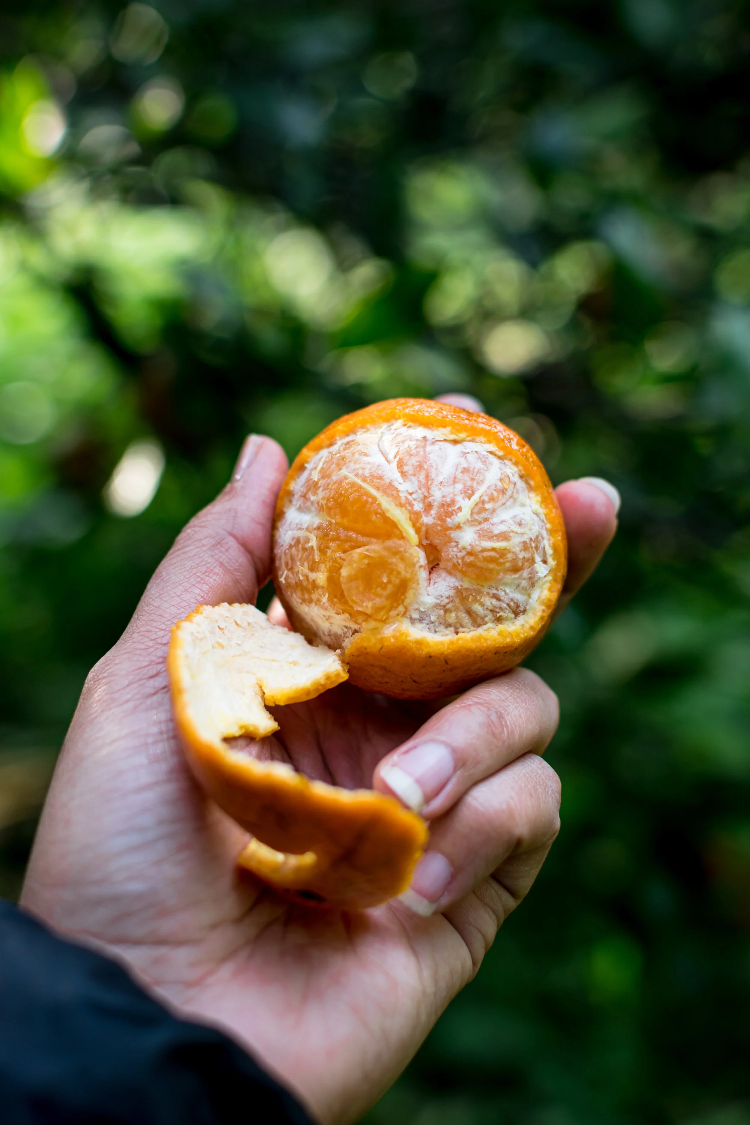 Orange Picking (Tankan)-5.jpg