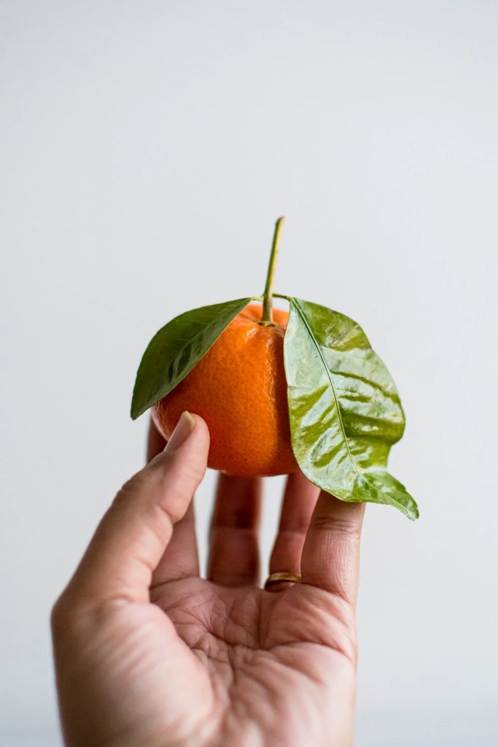 Satsuma Orange-1.jpg
