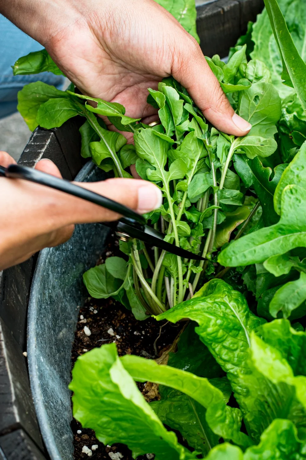 How To Cut Garden Salad Greens-21.jpg