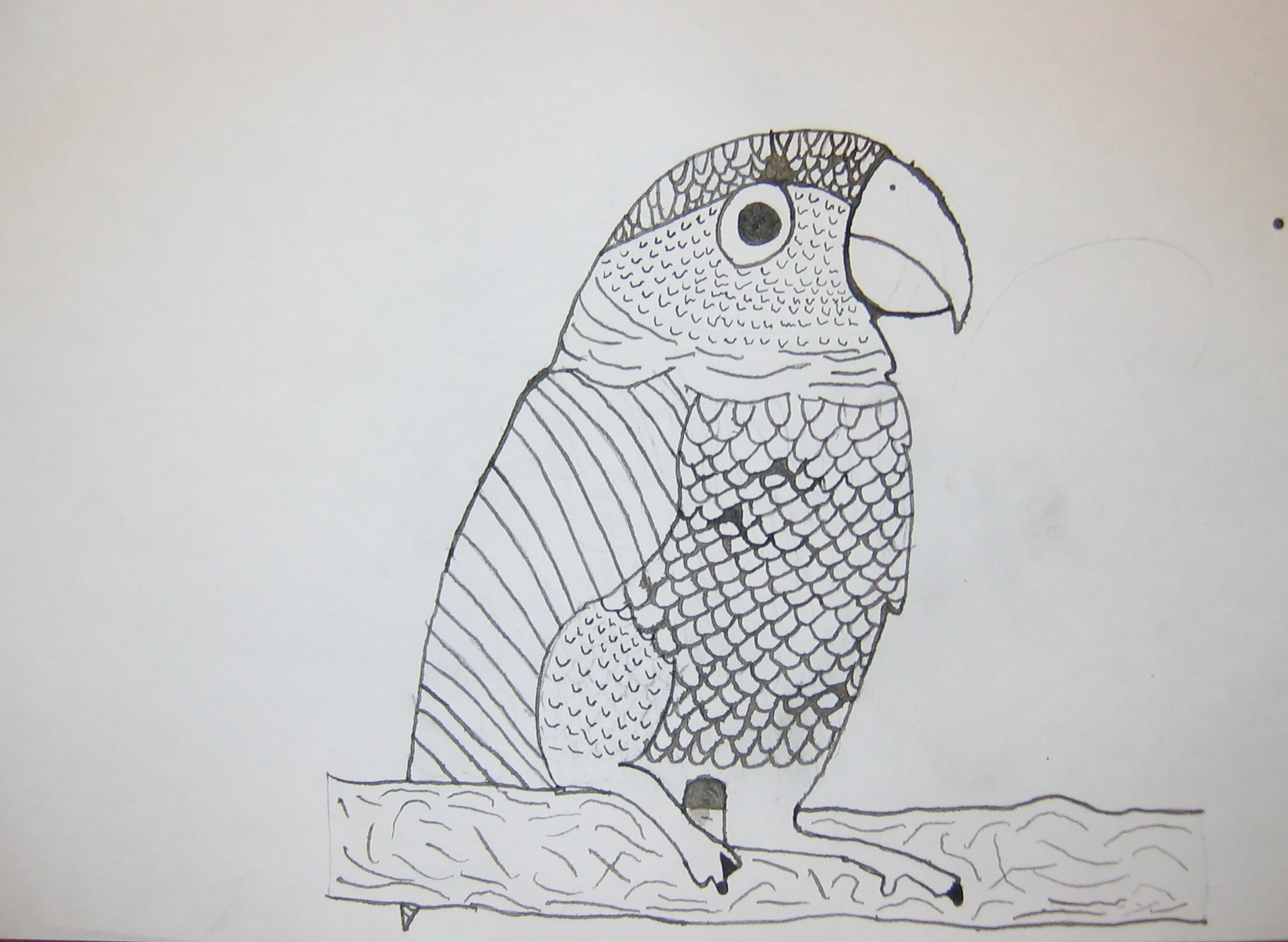 Pen & Ink Study Birds