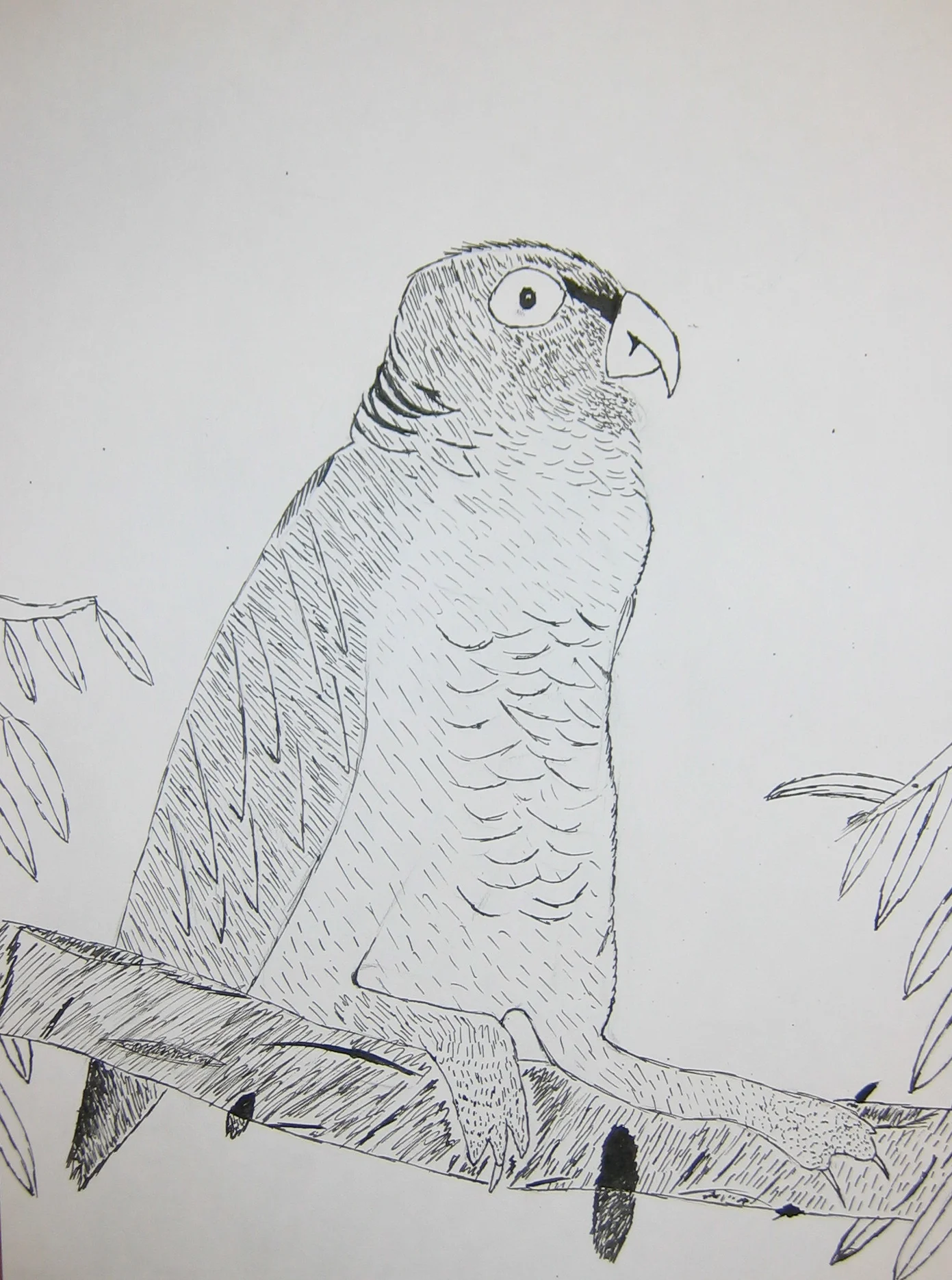 Pen & Ink Study Birds
