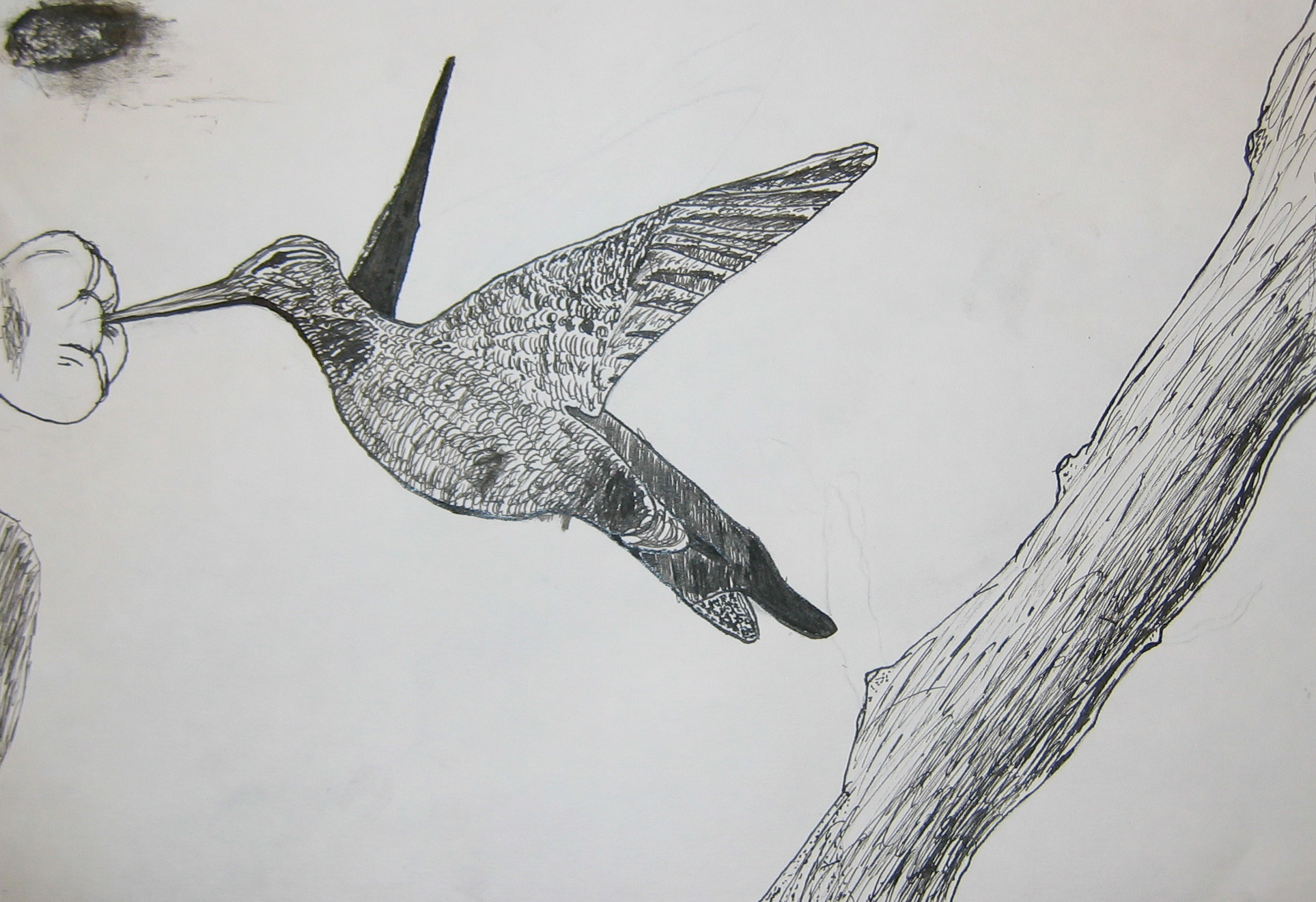 Pen & Ink Study Birds