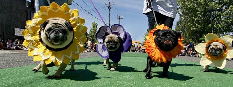 OHS Pug Crawl Photo- http://www.oregonhumane.org/get-involved/events/