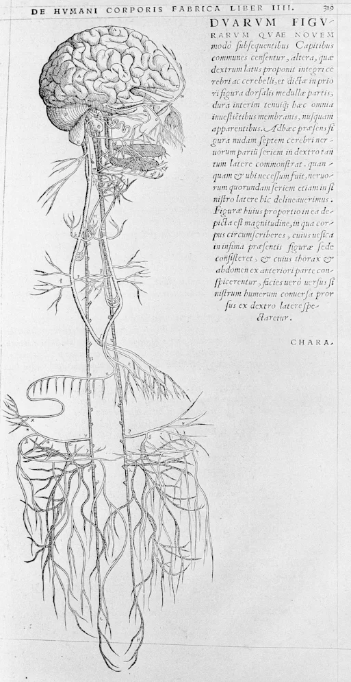 Andreas Vesalius - 1543