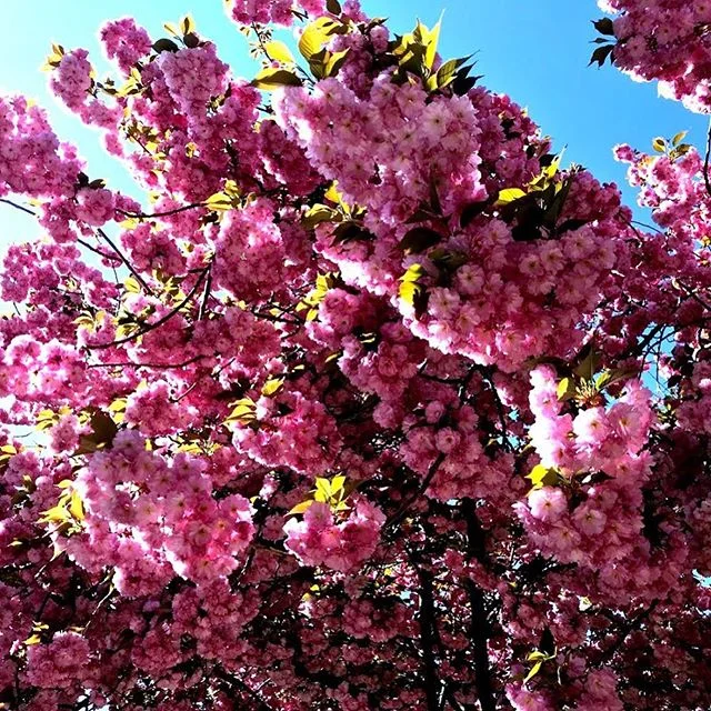 Spring in #Philly makes a helluvan entrance .
.
.
.
#spring #naturephotography #nature #natureart #bloom #flower #trees #Philadelphia