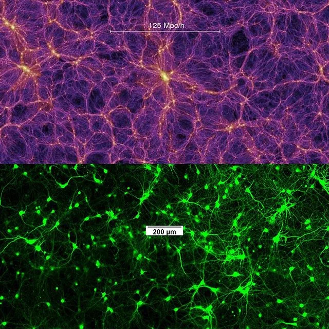 It&rsquo;s almost become a clich&eacute; at this point, but the mimicry visible at very disparate domains of nature is quite fascinating and alluring. On the top is the cosmic web, a map of all known matter in the universe. While it doesn&rsquo;t inc