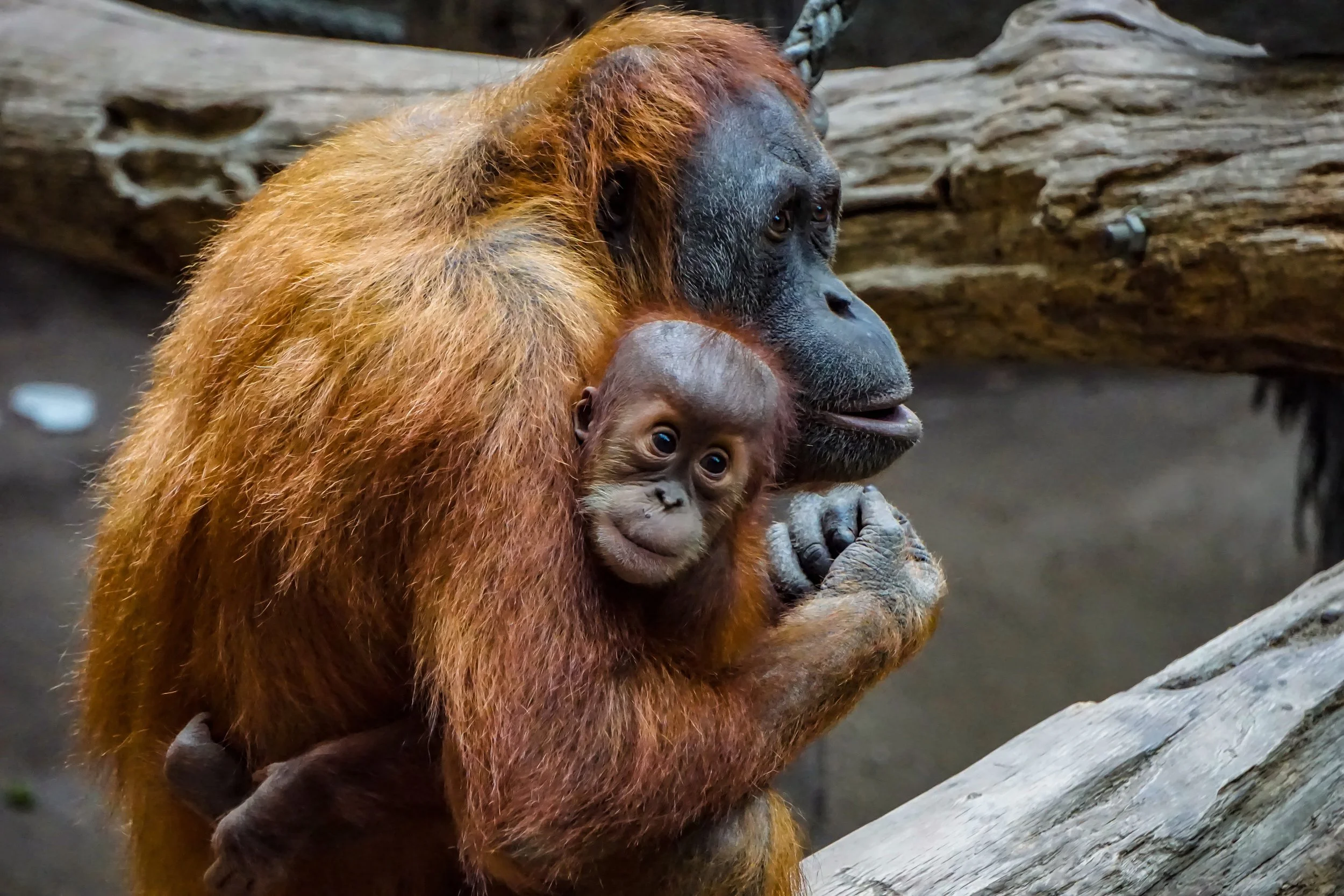 orang-utan-3534153.jpg