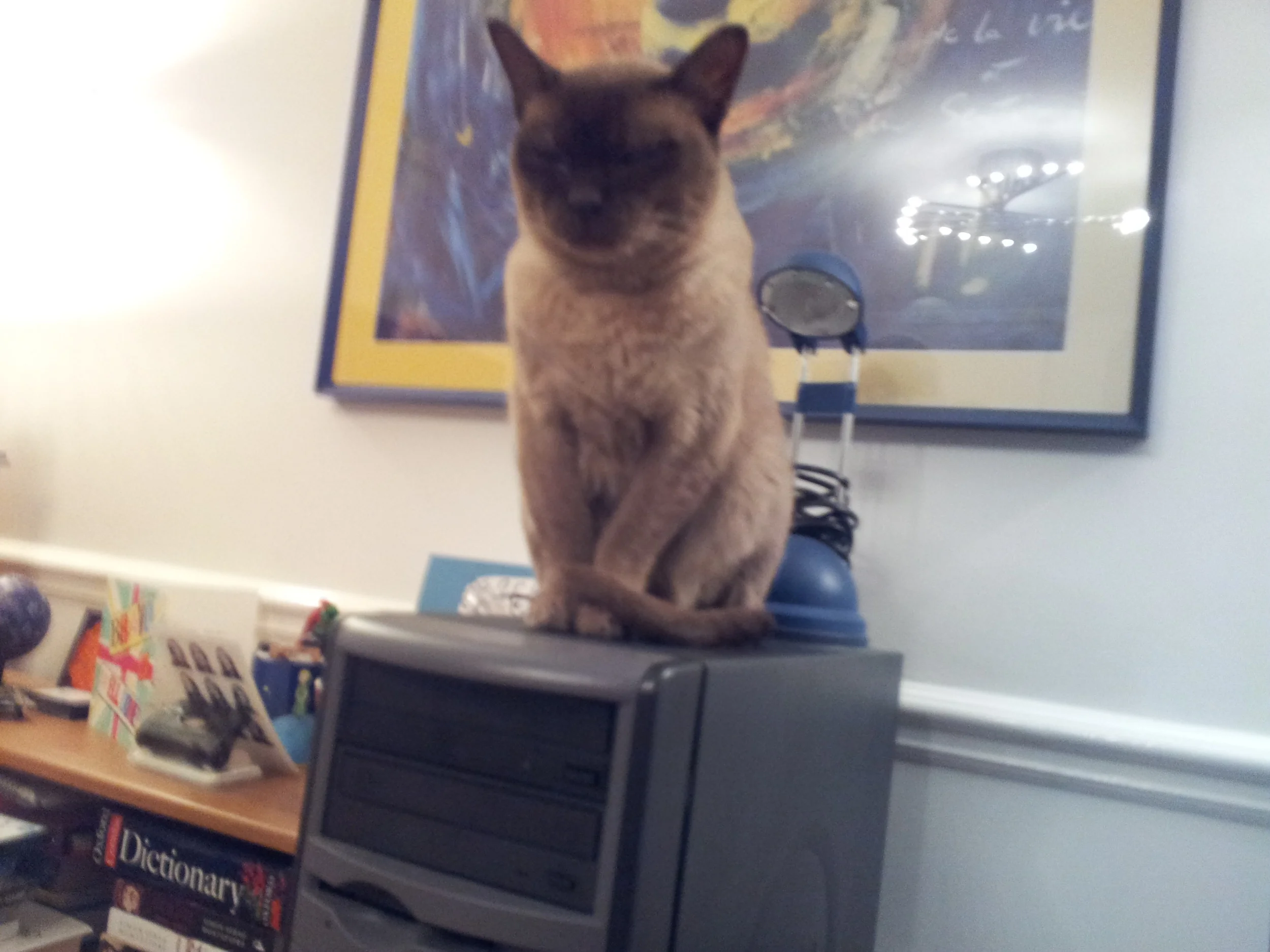 Not impressed: ‘You idiot, if only you’d stuck to meowing like I told you’