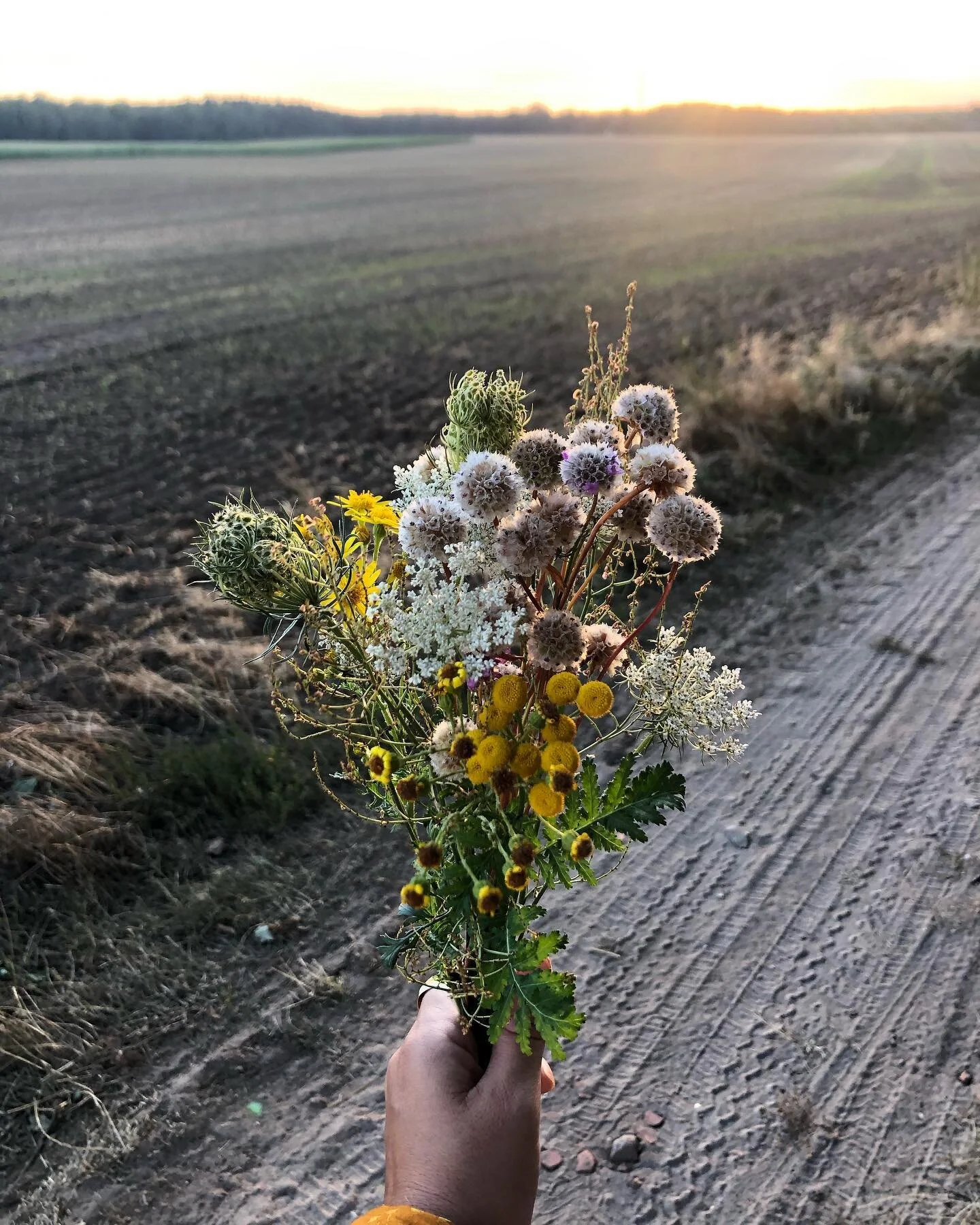 Took a walk + picked some 🌻