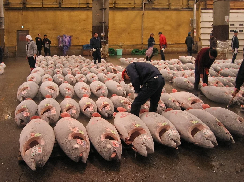 Tuna market in Japan (pictured). Tuna species will not survive unless consumption levels change significantly. Youth can lead this change.