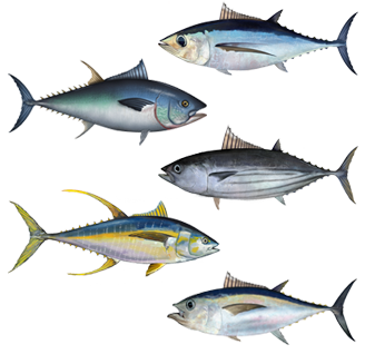 Assorted tuna species pictured. Addressing the crisis of over-fishing will be a top priority of the Oceans Flotilla.