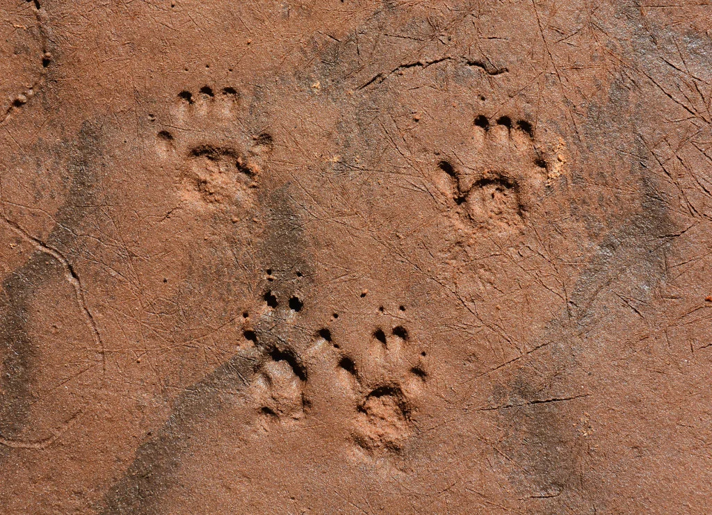 Following the Right Tracks