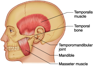 TMJ-muscles fig 3
