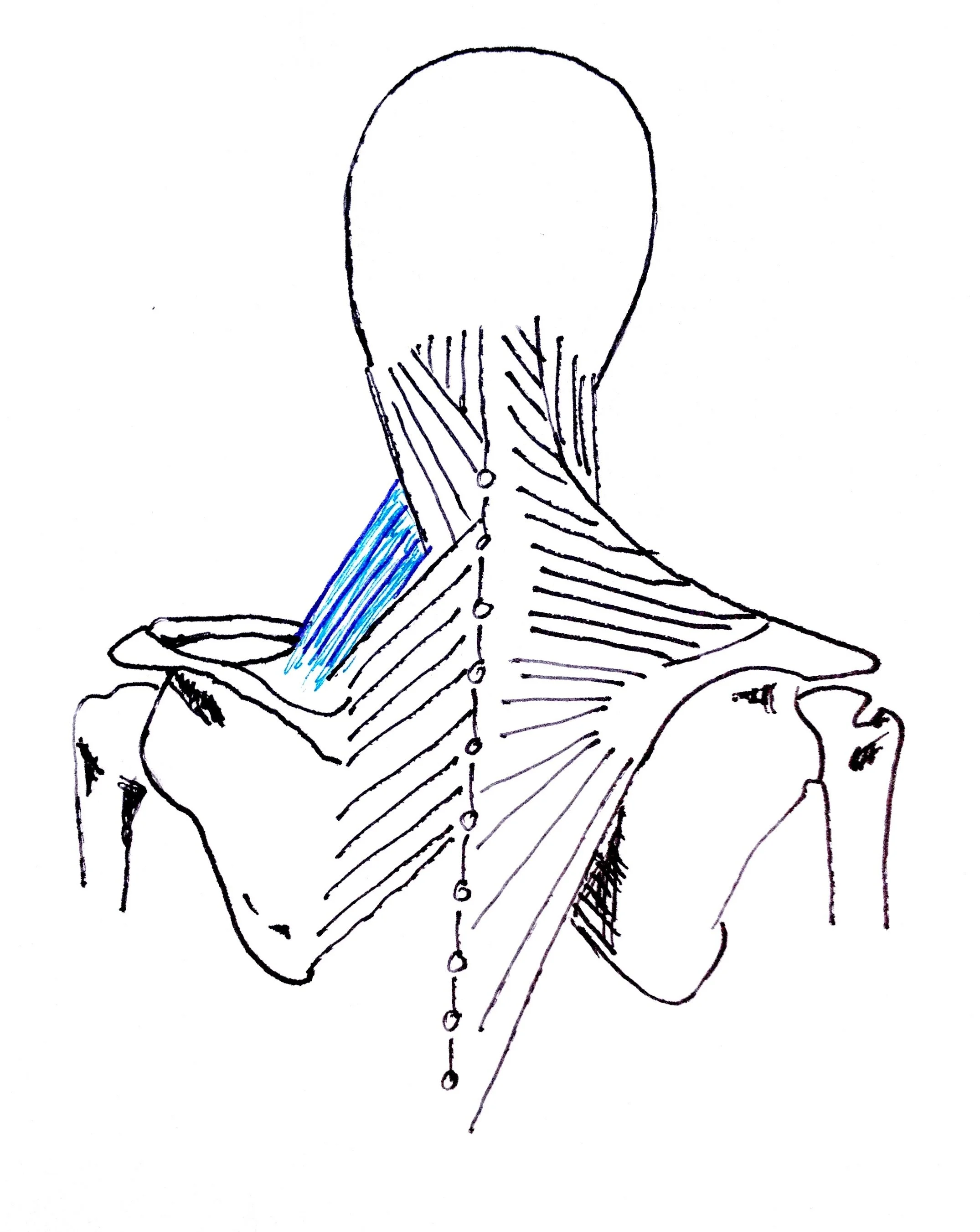 The Levator Scapula what a pain in the neck! Stretching and
