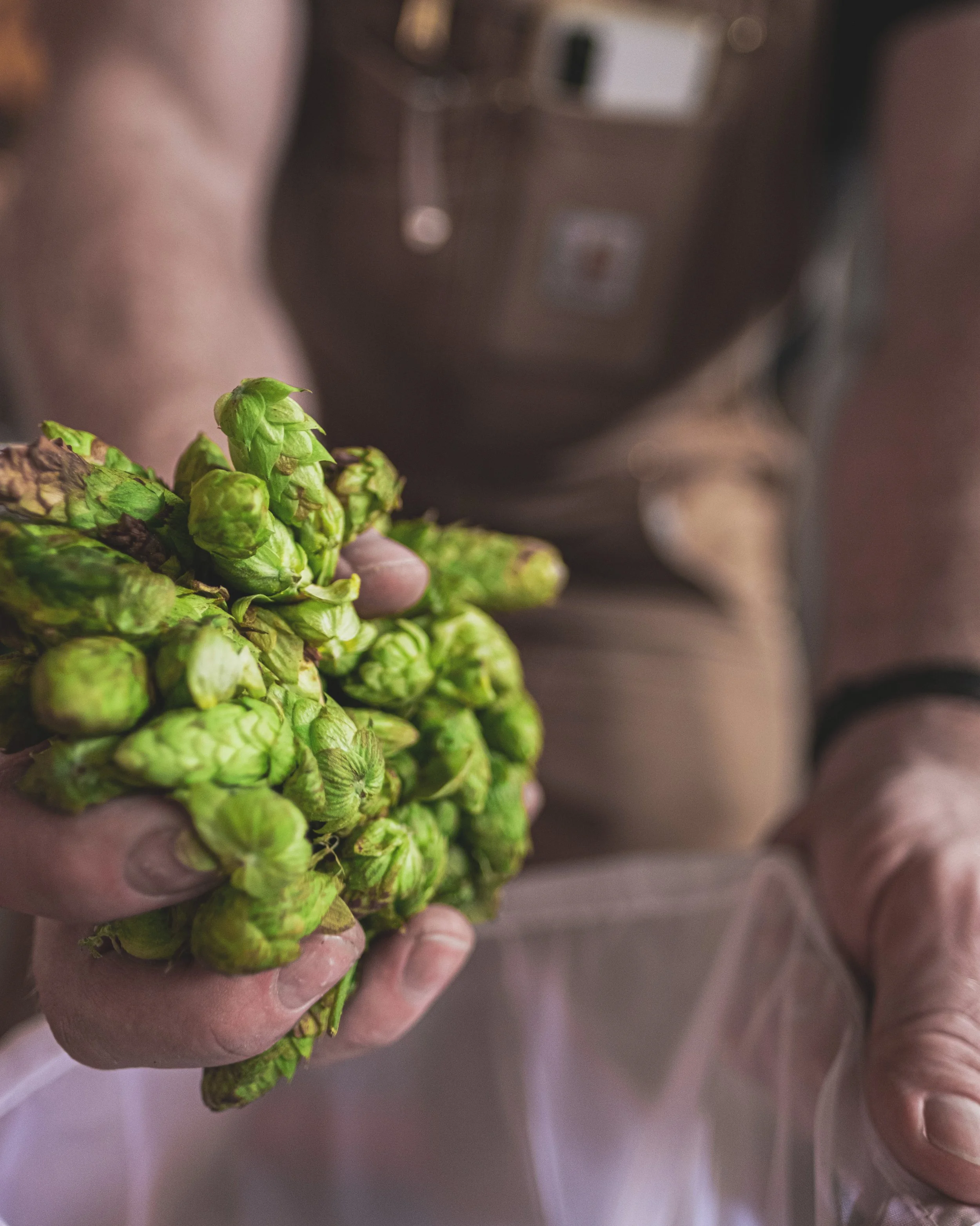SYB_hops-2737.jpg