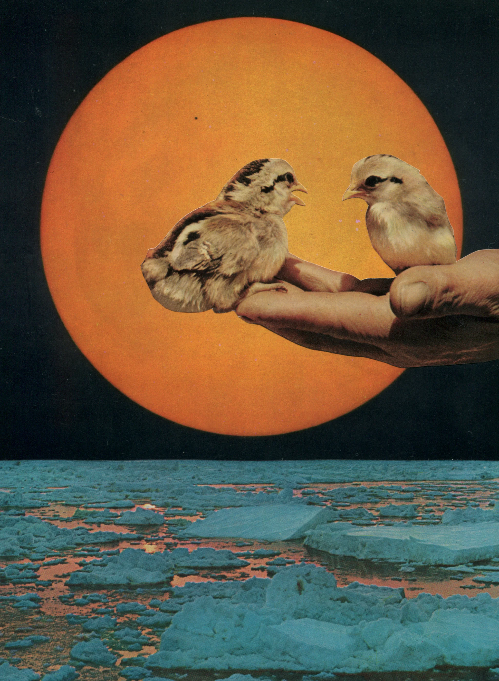 Birds-and-Sun-web.jpg