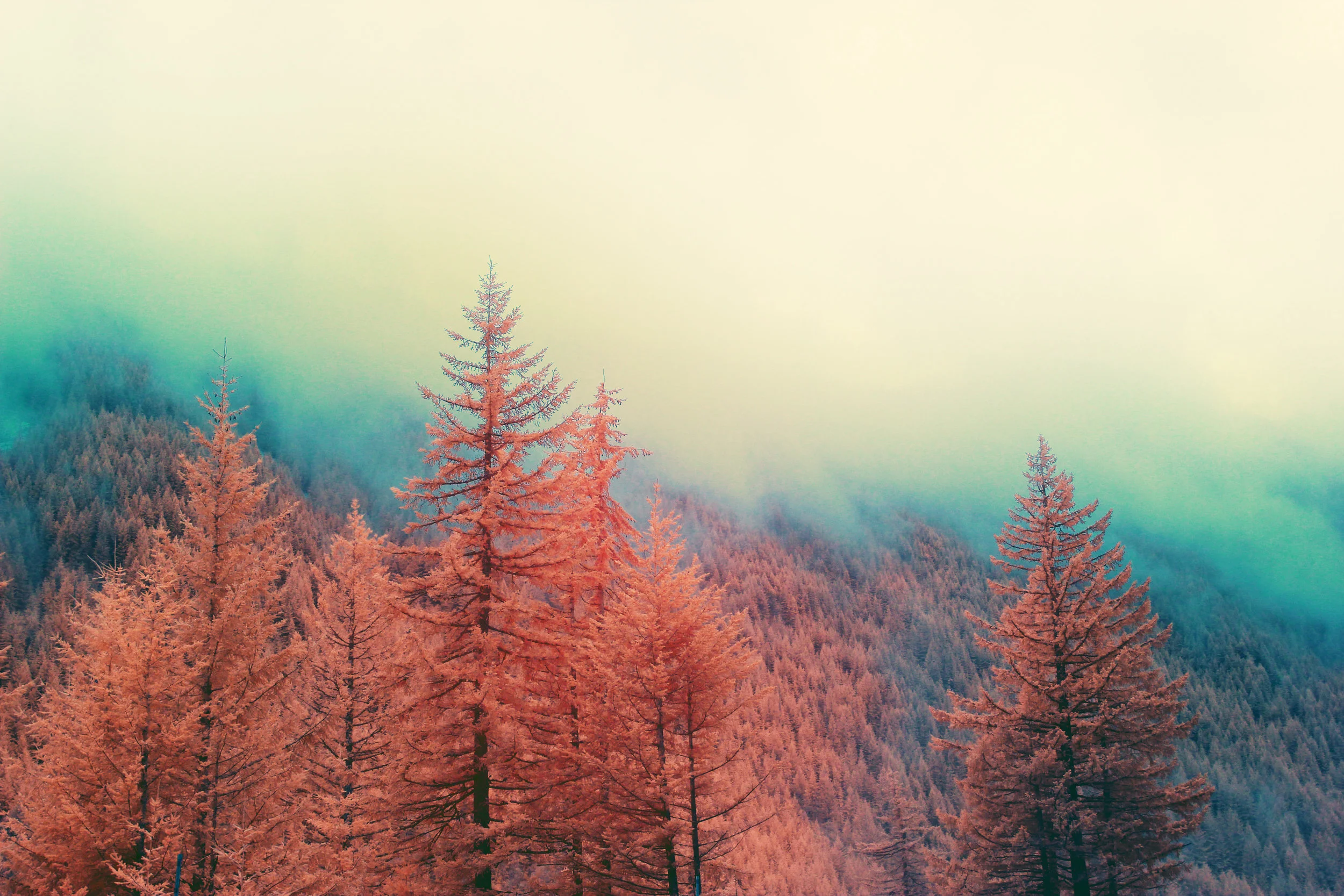 IR_Oregon_Forest_05c.jpg